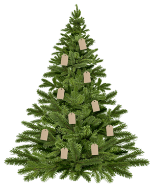 Click on the Quincy College Compliment Tree to receive a compliment